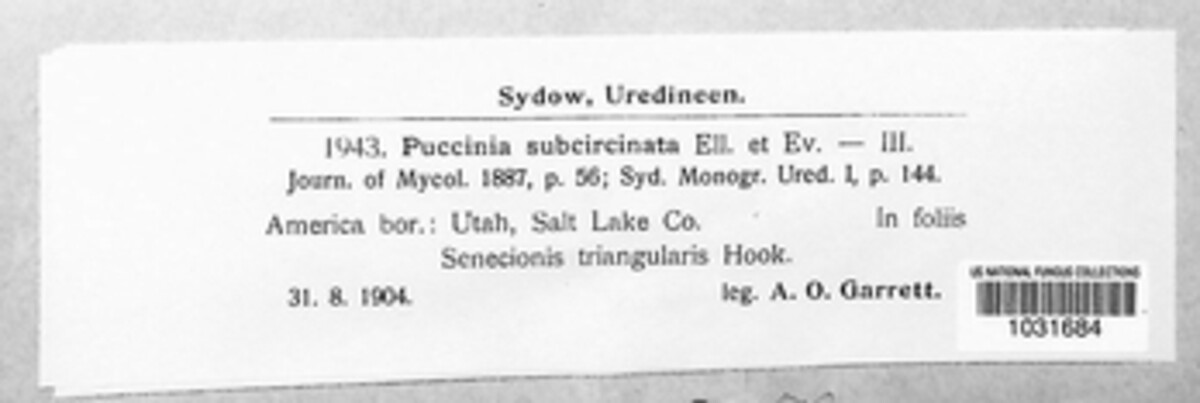 Puccinia subcircinata image